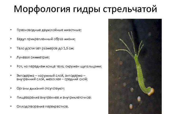 Кракен тор ссылка онлайн