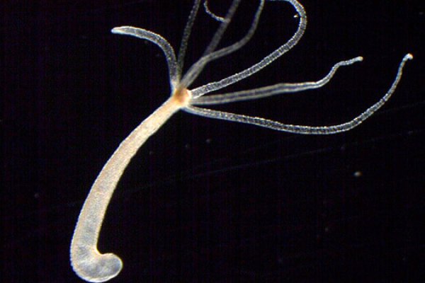 Kraken зеркало даркнет