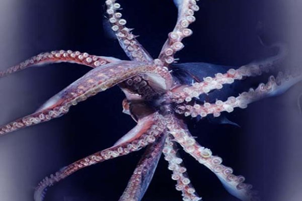 Kraken 12 at